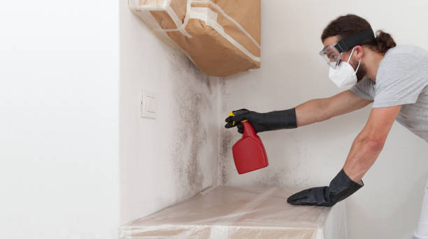 Professional Basement Mold Removal technician working in Boswell, PA