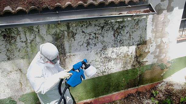 Top rated local Basement Mold Removal specialists in Boswell, PA